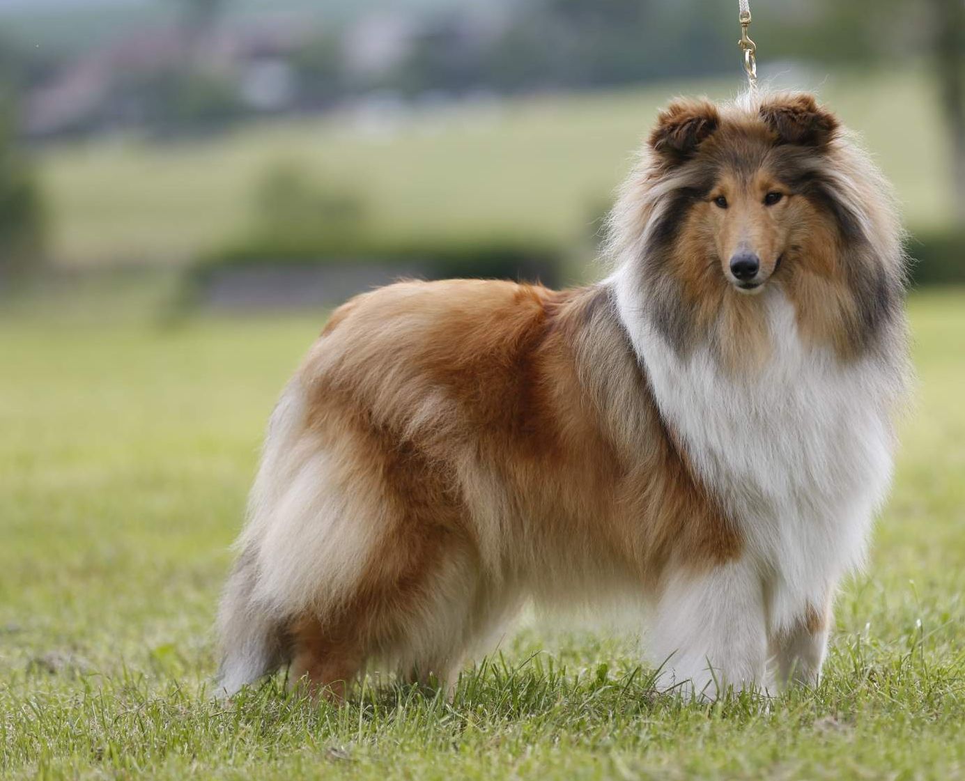 Pia Charming Tale z Dančí louky